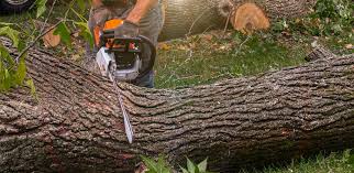 Best Tree Cabling and Bracing  in Tarrant, AL