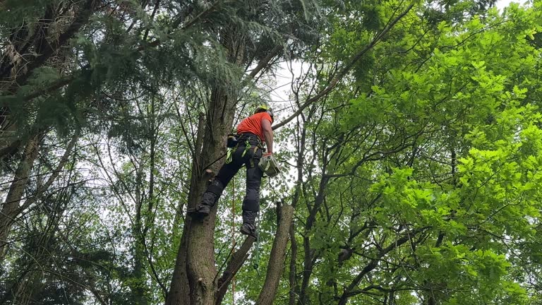 Best Tree Risk Assessment  in Tarrant, AL