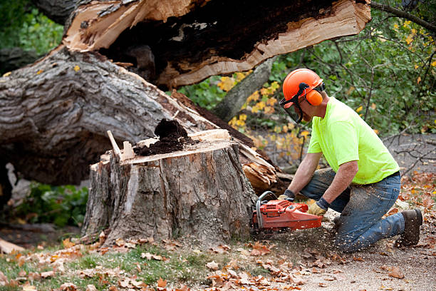 Best Arborist Consultation Services  in Tarrant, AL