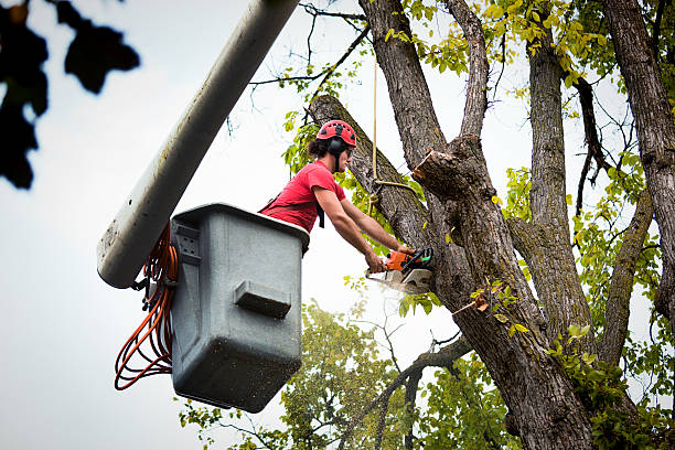 Best Tree Removal Service  in Tarrant, AL