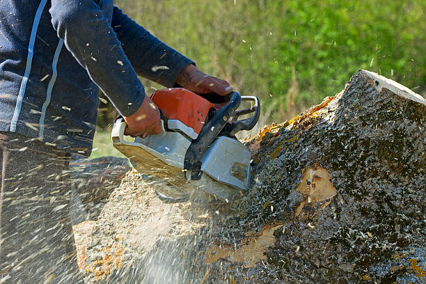 Why Choose Our Tree Removal Services in Tarrant, AL?